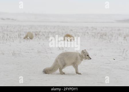 Volpe artica selvaggia con plastica sul collo in inverno tundra Foto Stock