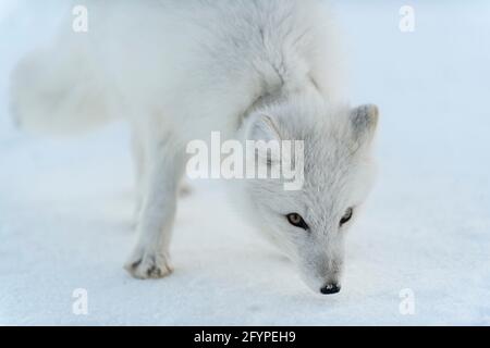 Volpe artica selvaggia con plastica sul collo in tundra invernale. Problema ecologico. Inquinamento plastico. Foto Stock