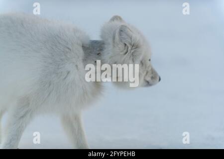 Volpe artica selvaggia con plastica sul collo in tundra invernale. Problema ecologico. Inquinamento plastico. Foto Stock
