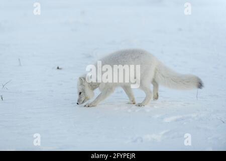 Volpe artica selvaggia con plastica sul collo in tundra invernale. Problema ecologico. Inquinamento plastico. Foto Stock
