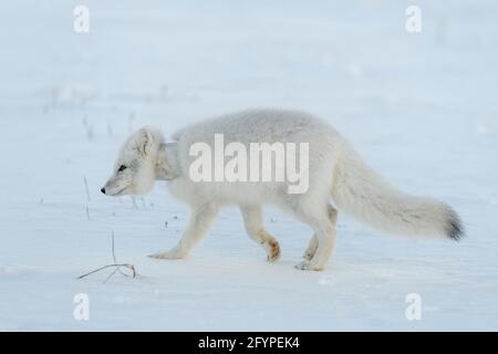 Volpe artica selvaggia con plastica sul collo in tundra invernale. Problema ecologico. Inquinamento plastico. Foto Stock