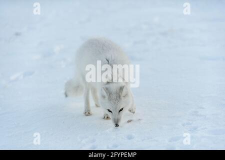Volpe artica selvaggia con plastica sul collo in tundra invernale. Problema ecologico. Inquinamento plastico. Foto Stock