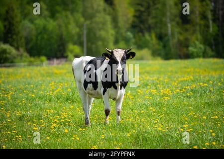 Mucca bianca con macchie nere che pascolano nel prato, verde con i dandelioni gialli Foto Stock