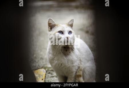 Dettaglio di animale abbandonato nascosto Foto Stock