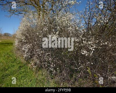 Hawthorne siepe in fiore con cielo blu luminoso come sfondo Foto Stock