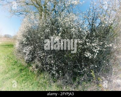 Hawthorne siepe in fiore con cielo blu luminoso come sfondo Foto Stock