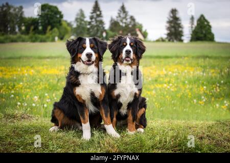 Due cani da montagna Bernesi Foto Stock
