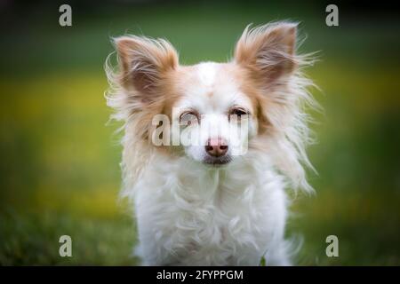 Vecchio cane Chihuahua Foto Stock