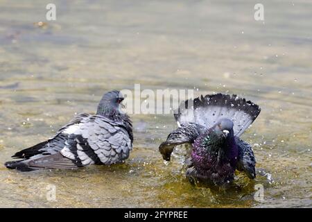 Vienna, Austria. I piccioni cittadini (Columba livia forma domestica) che nuotano nel parco acquatico Floridsdorf Foto Stock