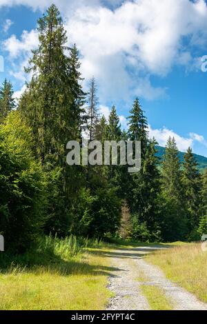 vecchia strada di campagna attraverso la foresta. erba lungo il sentiero. soleggiato paesaggio estivo in campagna montagnosa Foto Stock