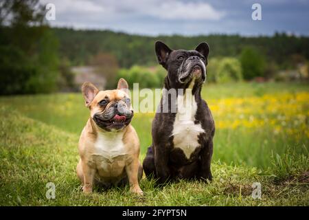 Due Bulldogs francesi seduti Foto Stock