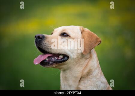 Giallo Labrador Retriever Foto Stock