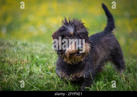 Wire-haired Bassotto Foto Stock