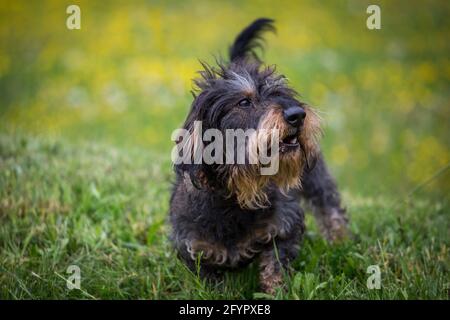 Wire-haired Bassotto Foto Stock