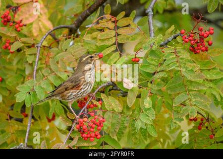 Bella Redwing (Turdus iliacus) che si nutre di frutti di bosco di Rowan Foto Stock