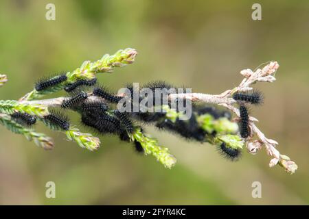 Caterpillars di primo istar o larve di falena dell'imperatore (pavonia di Saturnia) su erica della lenza (vulgaris di Calluna) nella brughiera dell'Hampshire, Regno Unito, durante la fine di maggio Foto Stock