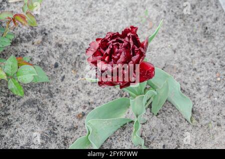 Viola doppio tulipano sul terreno e l'erba. Terry porpora fiore rosso in primo piano in un giorno estivo Sunny. Foto Stock