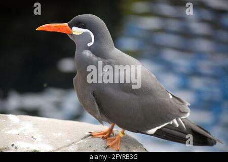 Larosterna uccello. Foto Stock