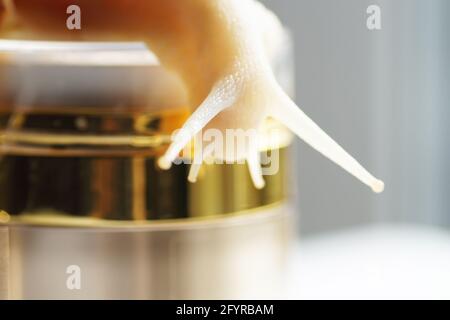 La lumaca di Achatin striscia su un vasetto di crema su un giorno di sole Foto Stock