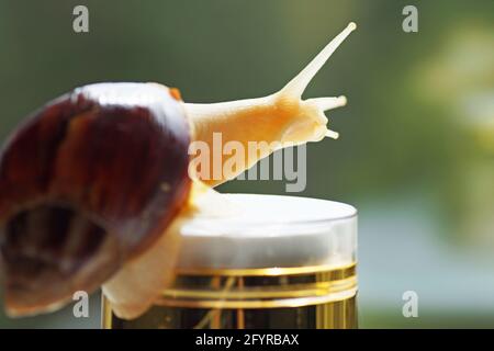 La lumaca di Achatin striscia su un vasetto di crema su un giorno di sole Foto Stock