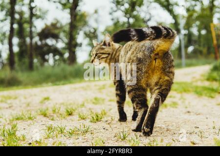 tabella del gatto sul campo contro un trattore Foto Stock