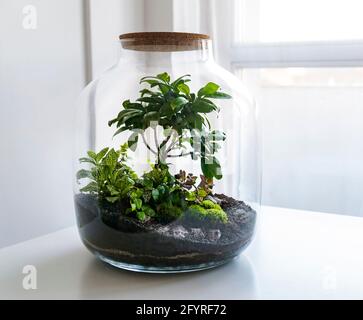 Piante in bottiglia di vetro chiusa. Vaso di terrario piccolo ecosistema.  L'umidità si condensa all'interno del vetro. Il processo di fotosintesi.  Goccioline Foto stock - Alamy