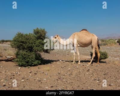 Un cammello di profilo pascola su un cespuglio nel deserto di scrubby. In Oman. Foto Stock