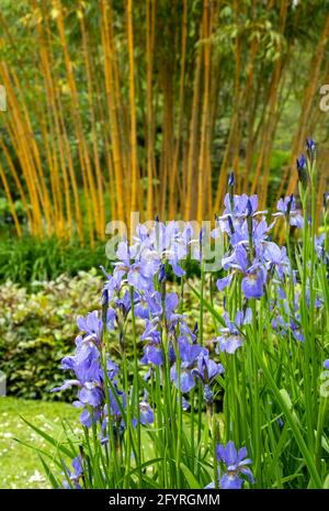 Fiori colorati, alberi e arbusti circondano il lago presso il John Lewis Longstock Park Water Garden sulla Leckford Estate, Stockbridge, Hampshire UK Foto Stock