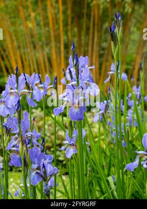 Fiori colorati, alberi e arbusti circondano il lago presso il John Lewis Longstock Park Water Garden sulla Leckford Estate, Stockbridge, Hampshire UK Foto Stock