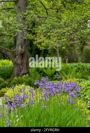 Fiori colorati, alberi e arbusti circondano il lago presso il John Lewis Longstock Park Water Garden sulla Leckford Estate, Stockbridge, Hampshire UK Foto Stock