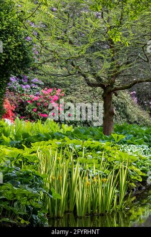 Fiori colorati, alberi e arbusti circondano il lago presso il John Lewis Longstock Park Water Garden sulla Leckford Estate, Stockbridge, Hampshire UK Foto Stock