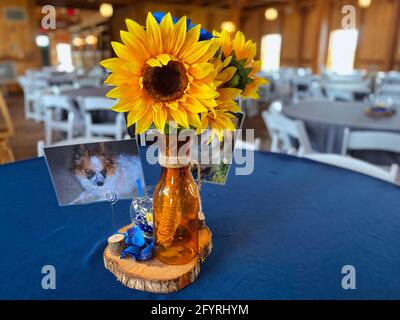 Closeup di bellissimi girasoli gialli in una pentola di fiori in bottiglia su un tavolo blu Foto Stock