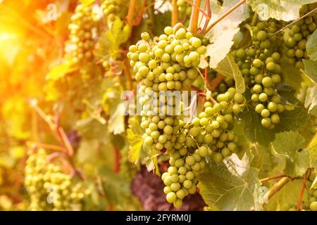 Vigneto alla luce del sole, vista soleggiata dell'uva coltivata in azienda vinicola. Piantagione di vite verde in estate. Primo piano delle piante di Grapevine. Concetto di viticoltura, w Foto Stock