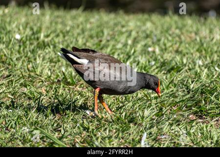 Dusky Moorhen (Gallinula tenebrosa) in piedi sull'erba in un parco nel Queensland, Australia Foto Stock