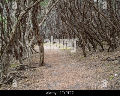 Sentiero costiero nel boscaglia sopra Norman Beach - promontorio di Wilsons, Victoria, Australia Foto Stock