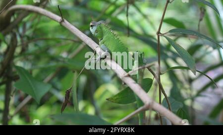 Chiudi la foto di una lucertola camouflage verde su un ramo con sfondo verde ablurred Foto Stock