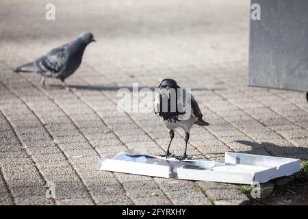 Immagine di una folla incappucciata in piedi e mangiando cucciolata e immondizia da una vecchia scatola della pizza. Il corvo con cappuccio è un uccello della specie eurasiatica del genere Corvus Foto Stock