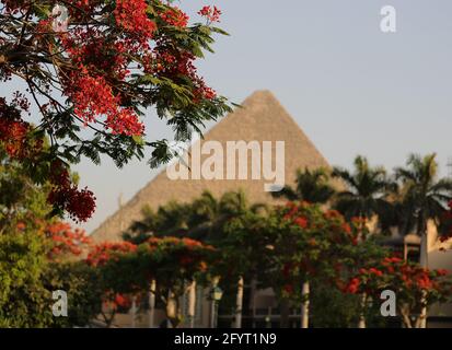 Il Cairo. 29 maggio 2021. Foto scattata il 29 maggio 2021 mostra gli alberi di poinciana reali in fiore con la Grande Piramide in lontananza al Cairo, Egitto. Gli alberi reali di poinciana che punteggiano la capitale egiziana il Cairo sono ora in piena fioritura. Credit: Wang Dongzhen/Xinhua/Alamy Live News Foto Stock