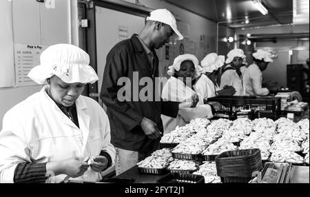 JOHANNESBURG, SUDAFRICA - 05 gennaio 2021: Johannesburg, Sudafrica - 03 marzo 2-14: All'interno di un'azienda agricola e di confezionamento di funghi commerciali Foto Stock