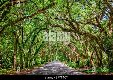 Un baldacchino di querce vive del sud crea una scena pittoresca su Oak Street, 27 maggio 2021, a Magnolia Springs, Alabama. Foto Stock