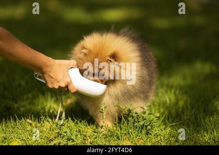 Cane assetato bere acqua dalla bottiglia di plastica in mani del proprietario, primo piano. Amicizia tra uomo e cane. Concetto di animali e animali Foto Stock