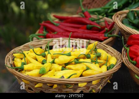 Peperone goccia di limone dal Perù Aji Limo Capsicum frutescens L in cestino con cayenne rosso Foto Stock