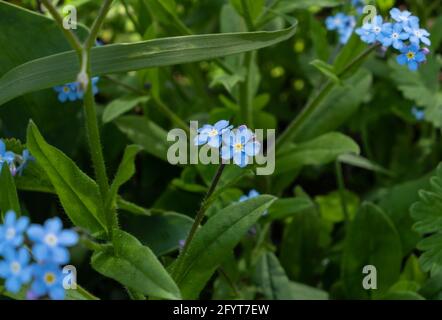 Un fuoco selettivo di fiori alpini dimentichi-me-non circondati da foglie verdi Foto Stock