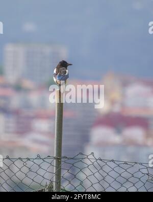 Un colpo verticale di una magpie appollaiata su un metallo attaccare su uno sfondo sfocato Foto Stock