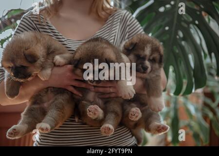 Il proprietario tiene tre piccoli cuccioli soffici nelle sue braccia. Foto Stock