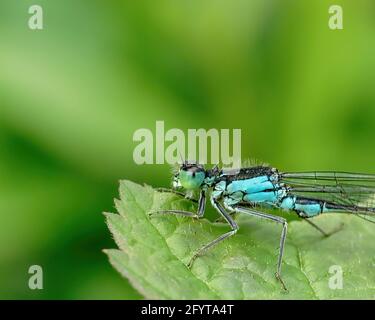 Un blu Eurasian Bluet su una grande foglia verde Foto Stock