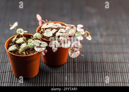 Primo piano Ceropegia woodii argento e macro variegate. Giovane stringa di cuori pianta in pentola su sfondo nero. Rosary vite o Hearts-on-a-str Foto Stock