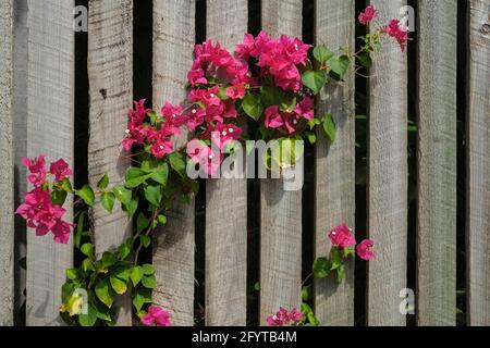 Fiori rosa della Bougainvillea spectabilis contro una recinzione di legno. Foto Stock