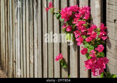 Fiori rosa della Bougainvillea spectabilis contro una recinzione di legno. Foto Stock