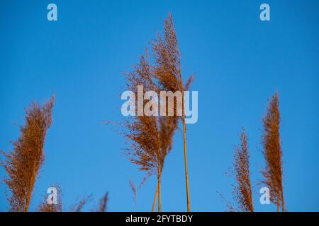 Erba secca e canne sul prato contro il blu cielo Foto Stock